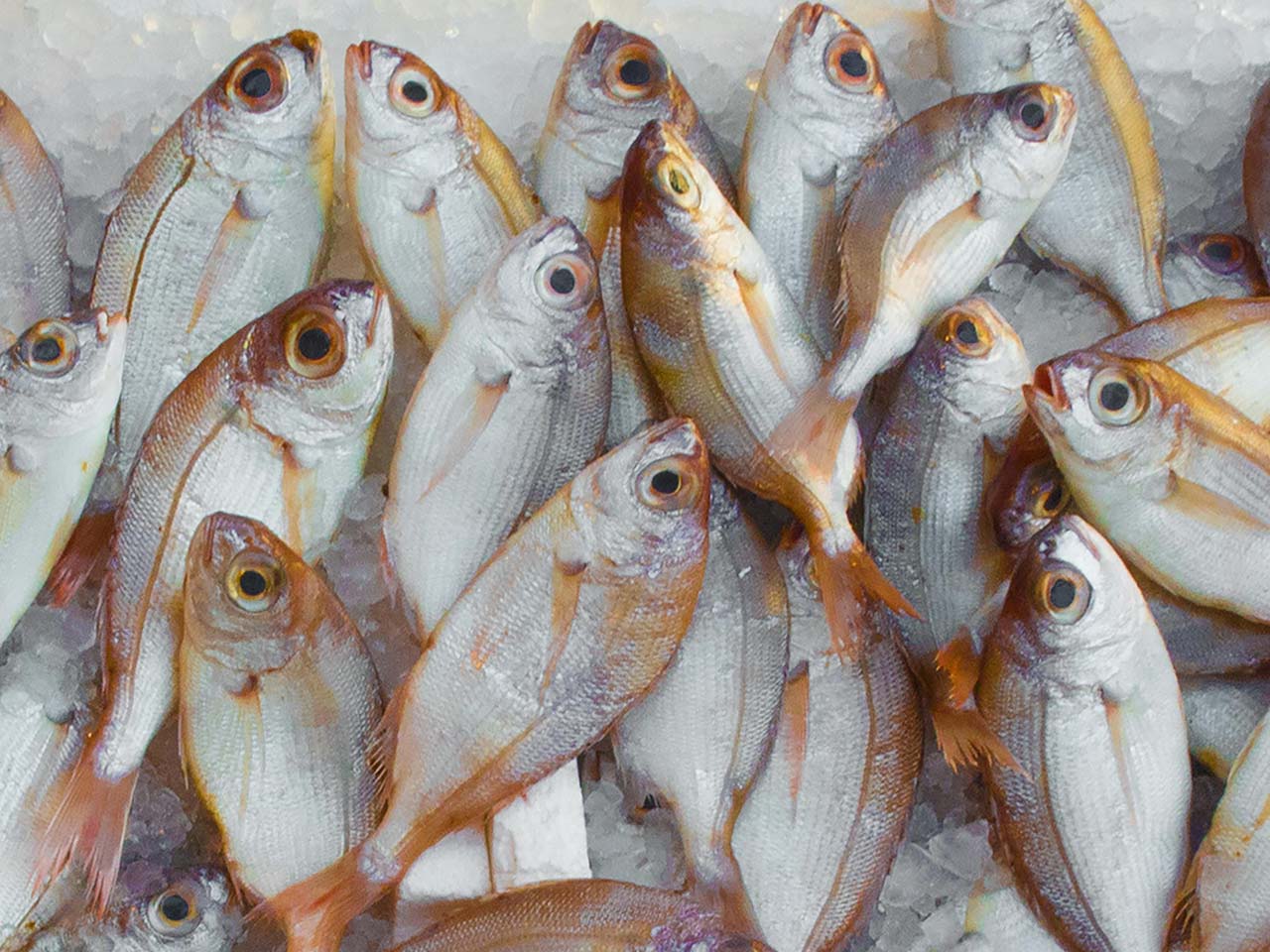opera-archive-ecsafeseafood-policy-workshop