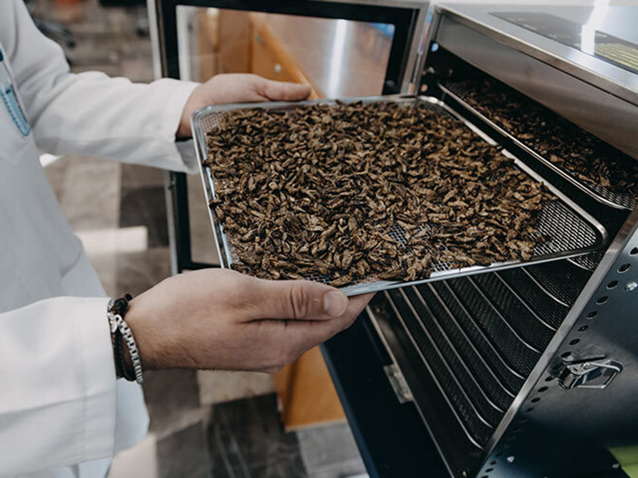 opera-archive-edible-insect