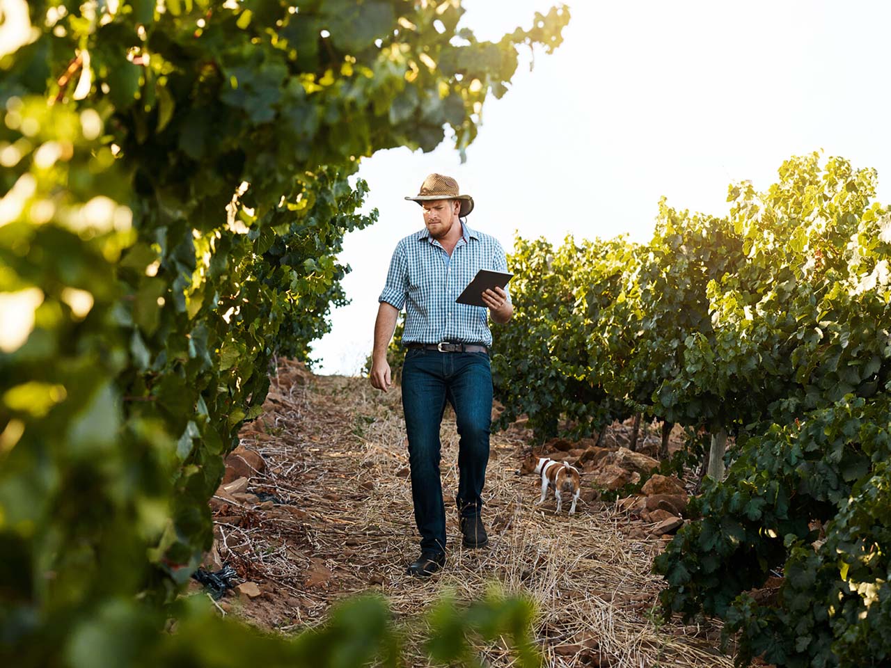 opera-archive-gestione-del-vigneto