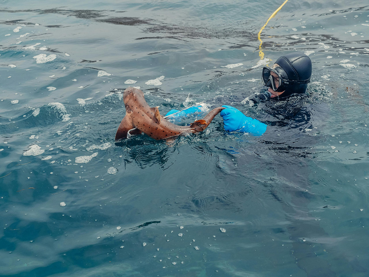 opera-archive-monitoring-for-a-sustainable-management-of-marine-resources