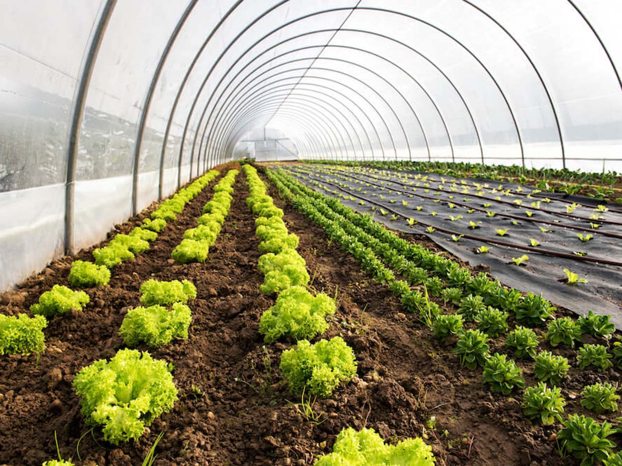 opera-archive-proposal-for-a-new-eu-common-agricultural-policy