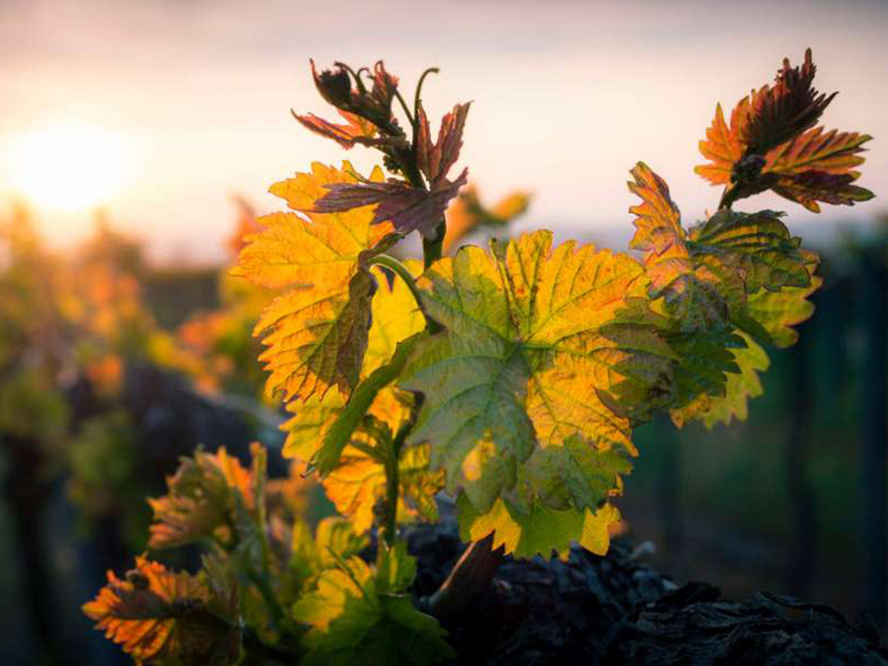 opera-archive-viticoltura-armoniosa-convegno