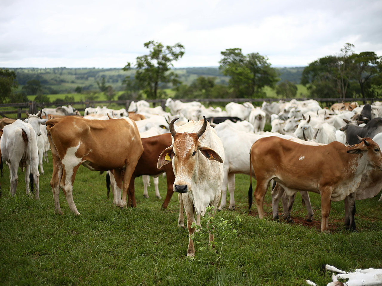 opera-archivio-vide-sicurezza-mucche