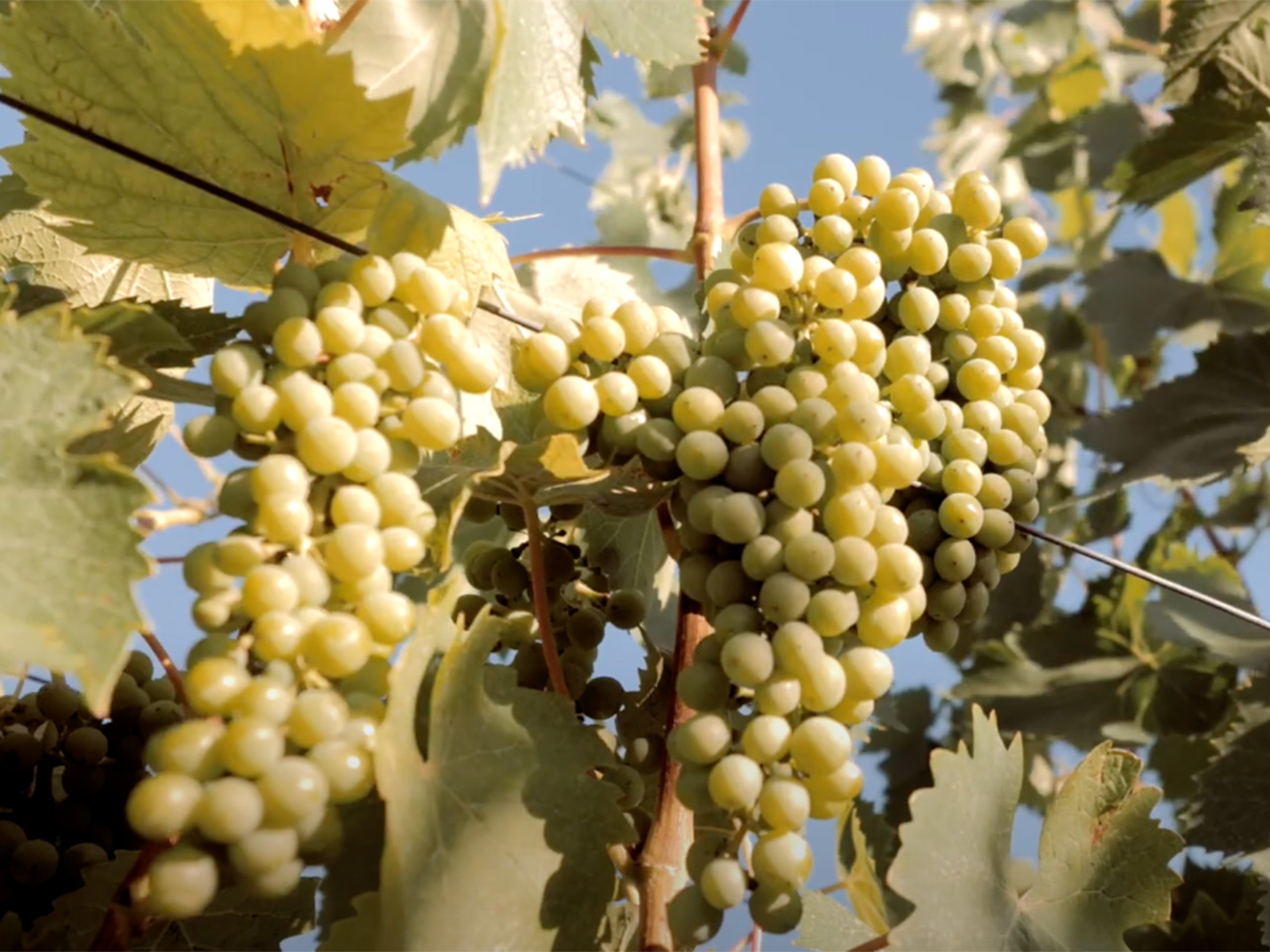 opera-archivio-video-vino