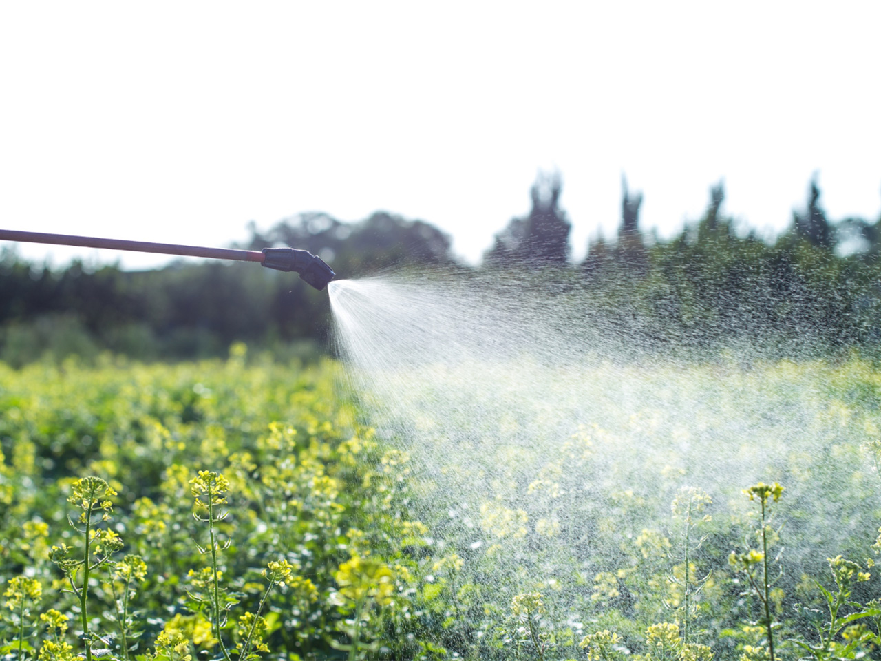 opera_project_open_tea